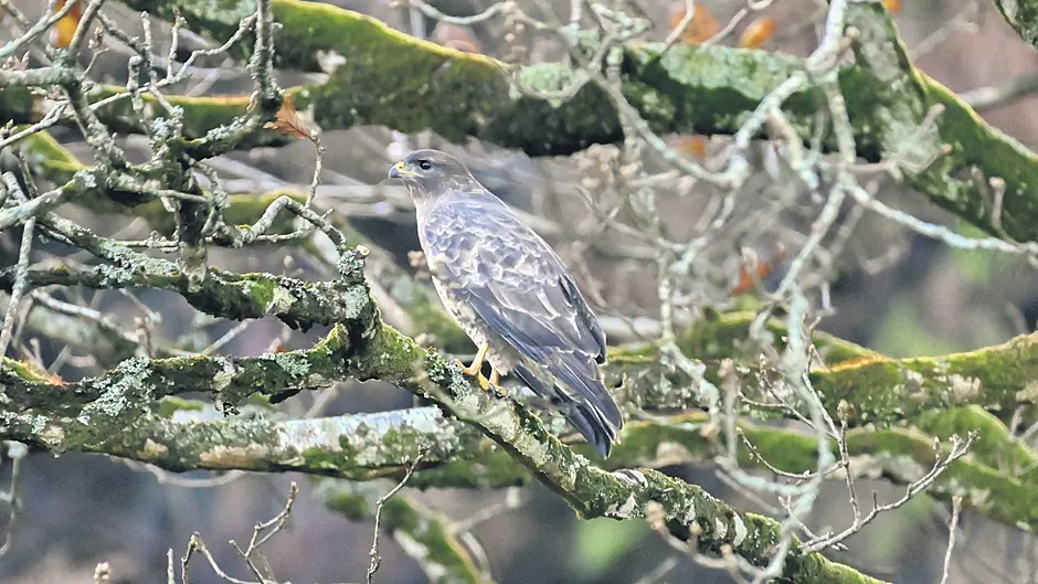 WILDLIFE: The Common Buzzard: a case of mistaken identity Image