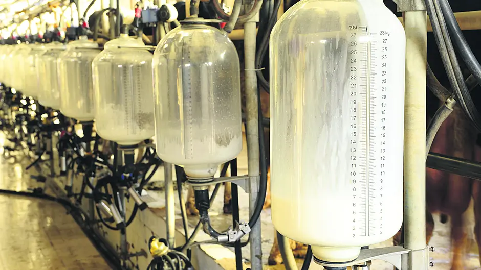 Baileys looking for the cream of dairy livestock Image