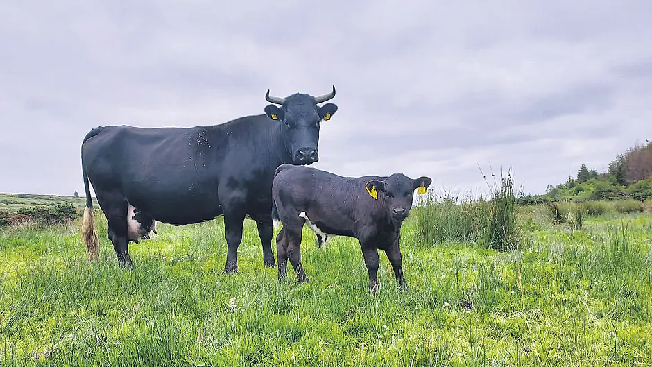 Pedigree Angus bull and four in-calf cows stolen Image