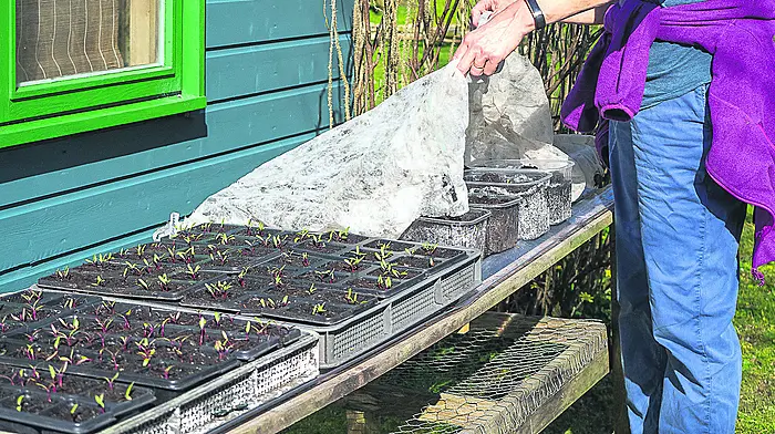 GARDENING: Season for sowing and growing Image