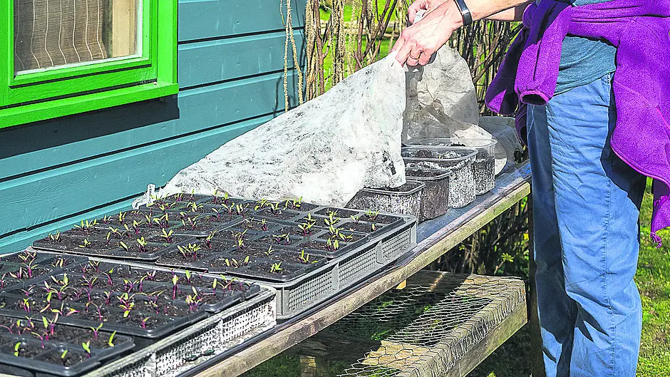 GARDENING: Season for sowing and growing Image