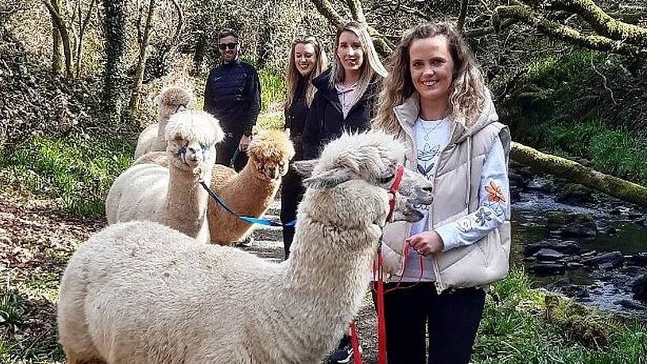 Waterfall Alpaca Farm Image 