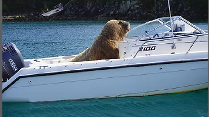 Fears ‘Wally’ won’t be our only visitor Image