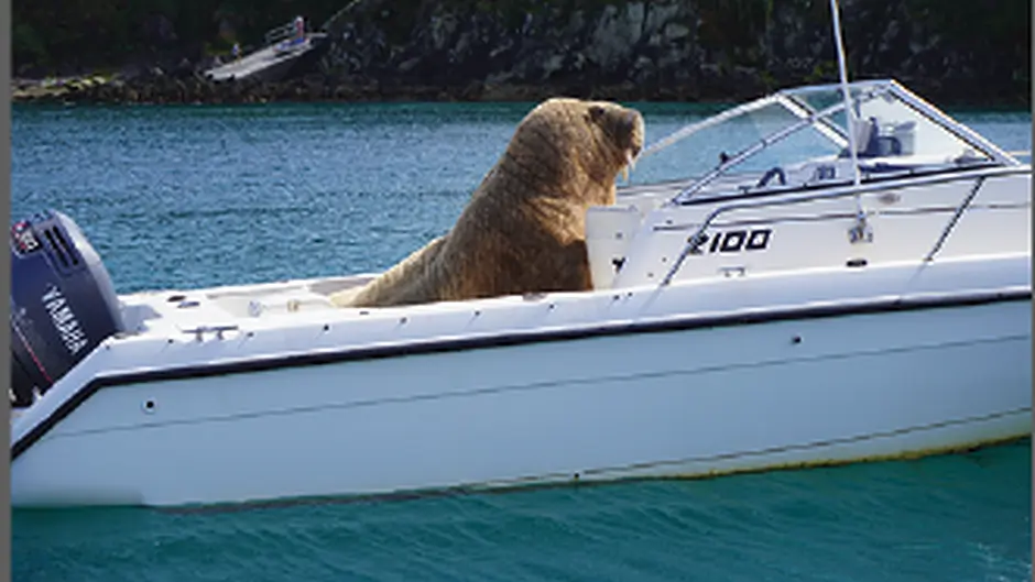 Fears ‘Wally’ won’t be our only visitor Image