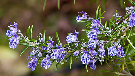 Get the most from your fruit trees Image