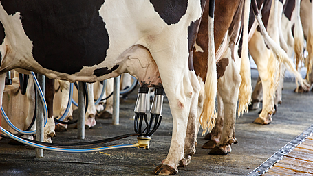Revenue increases but milk volumes down at Carbery Image