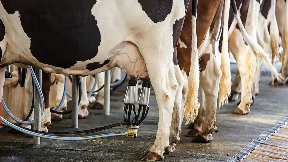 Revenue increases but milk volumes down at Carbery Image