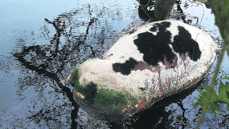 Dead cow lying in River Ilen since April is health hazard Image