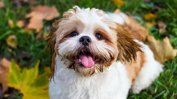 DPD delivery man left small dog ‘cowering’ Image