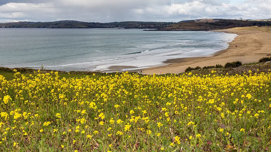 Search ongoing for woman reported missing at Long Strand Image