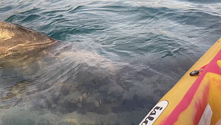 WATCH: Basking shark says hello to Clonakilty kayaker Image