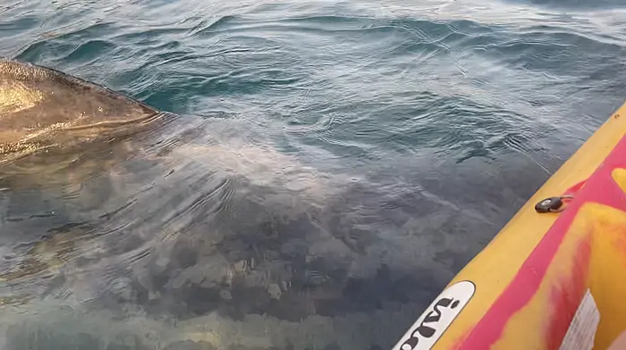 WATCH: Basking shark says hello to Clonakilty kayaker Image