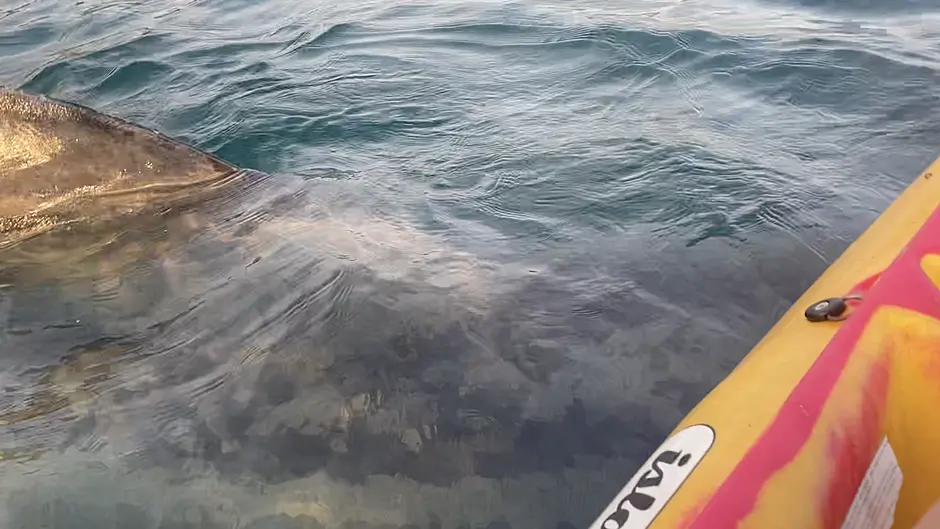 WATCH: Basking shark says hello to Clonakilty kayaker Image