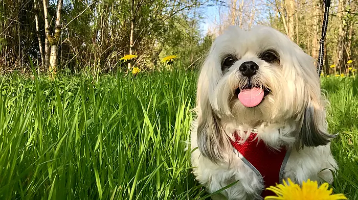 Sophie (8), Shihtzu Maltese, Bantry.
