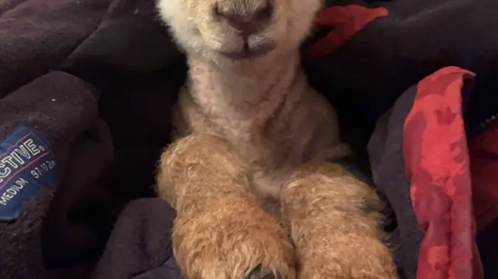 Finn (1 week old), Pet Lamb, Inchigeelagh.