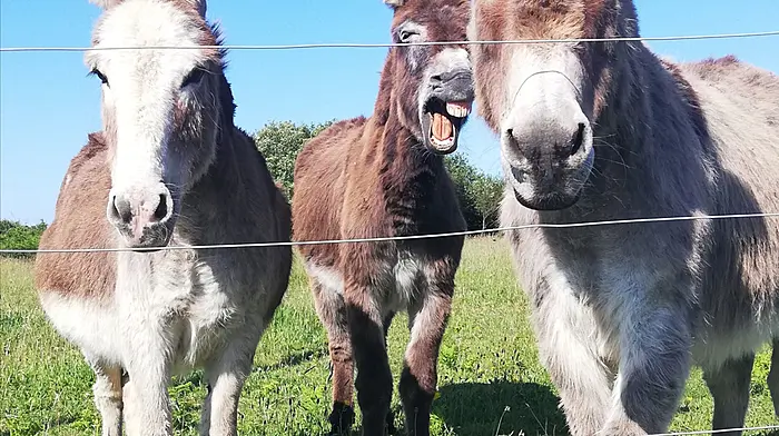 Maisie, Nancy and Seamie (10-12), Donkeys, Baltimore.