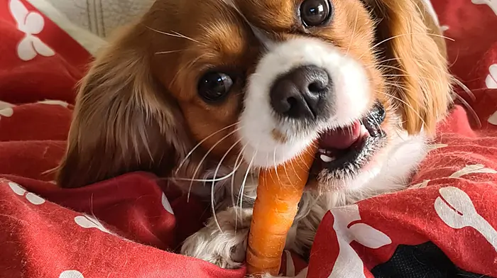 Ollie (2), Cavalier king charles, Ballydehob.