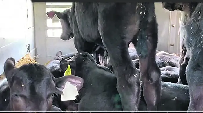 Mart-goers agree mistreatment of calves seen on RTÉ ‘unacceptable’ Image