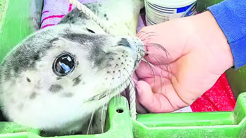 Week-old pup signed, ‘sealed’ and delivered to Wexford sanctuary Image