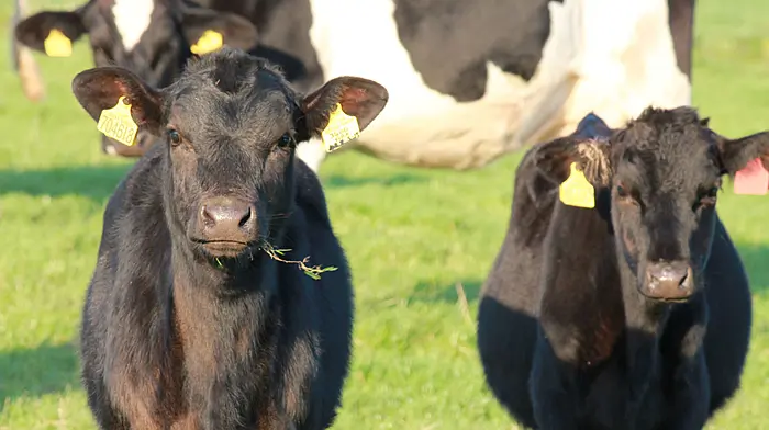 Macra president ‘astounded’ at Irish herd reduction push Image