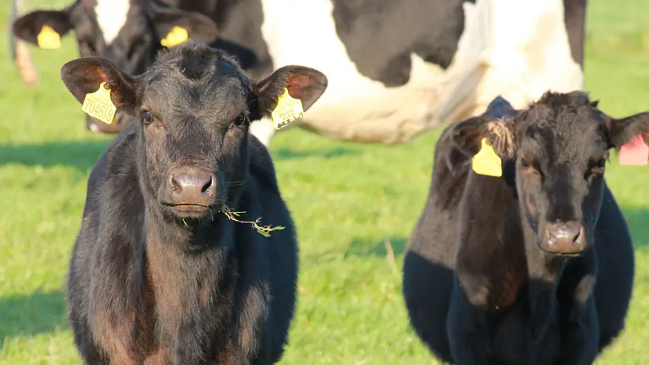 Farmers urged to be vigilant for bluetongue Image