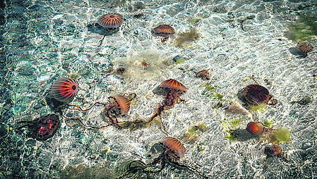 Bantry ‘blipper’ captures jellies on camera Image