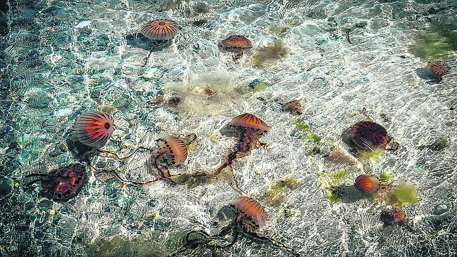 Bantry ‘blipper’ captures jellies on camera Image