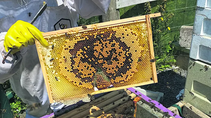 Apiary is a labour of ‘Love’ for thriving West Cork beekeepers Image