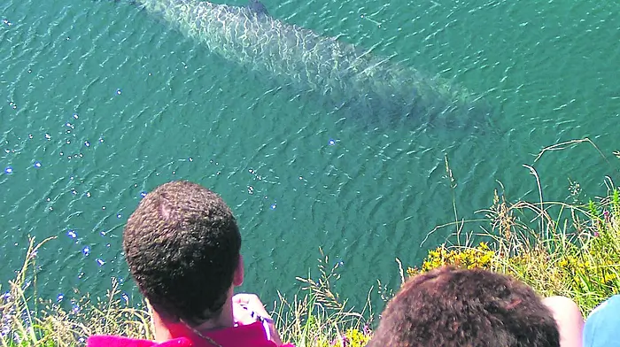 Whale bones ‘mystery’ is solved but fears remain for Bantry trio Image