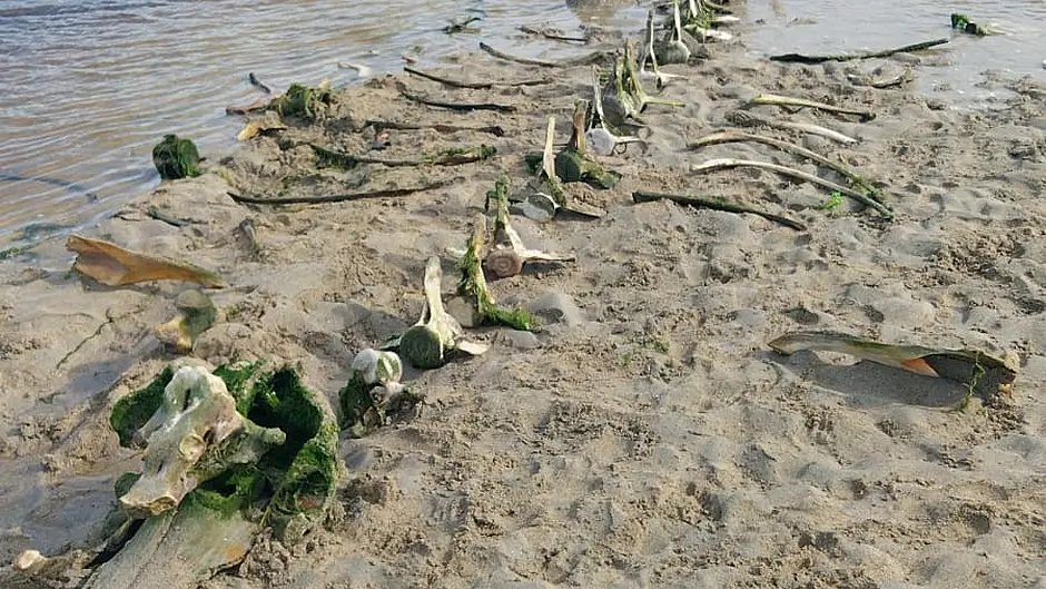 Mystery of Barleycove bones Image