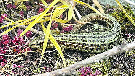 WILDLIFE: Lizards give a tropical feel to West Cork Image