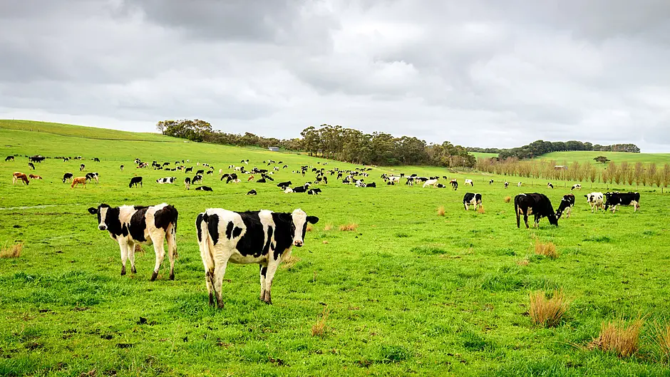 Good support for farmers’ party in Star online survey Image