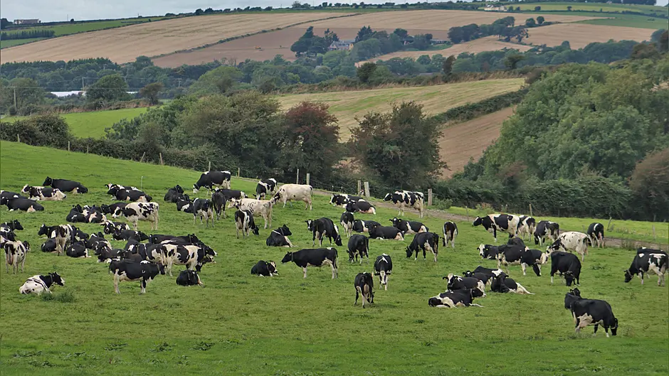 Censortec CowControl: Giving you peace of mind Image