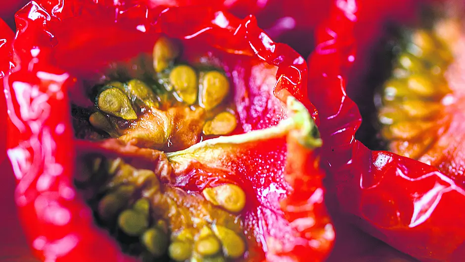 GARDENING: Time is ripe for tidying before winter Image