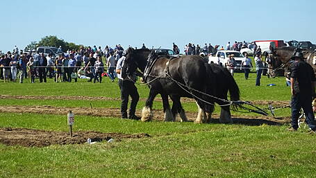 Buses are available from West Cork to Ploughing Image
