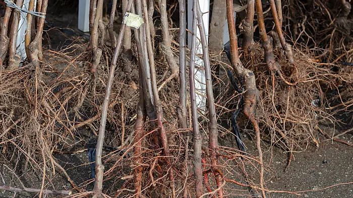 GARDENING: Get to the root of the matter! Image