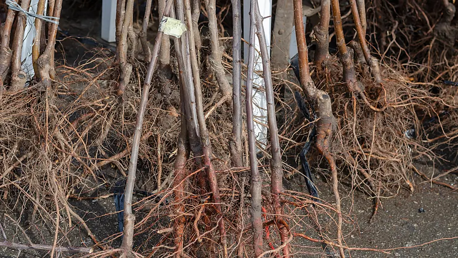 GARDENING: Get to the root of the matter! Image