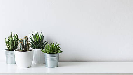 Handy houseplants for beginners Image