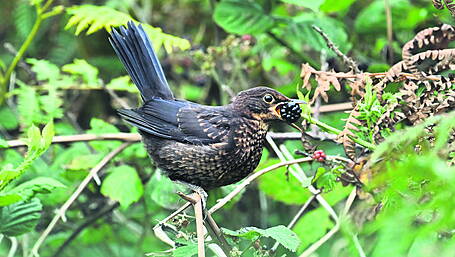 WILDLIFE: Enjoying the fruits of the brilliant bramble Image