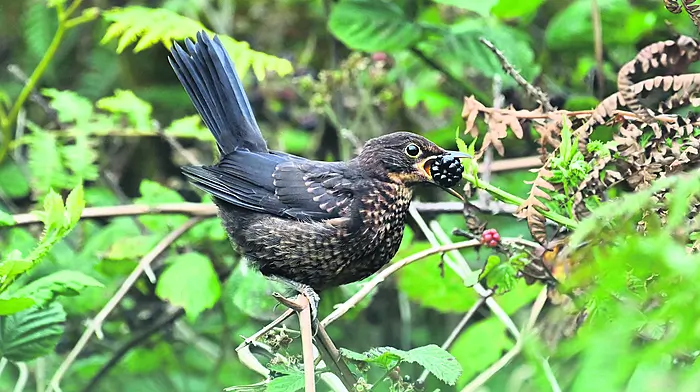 WILDLIFE: Enjoying the fruits of the brilliant bramble Image