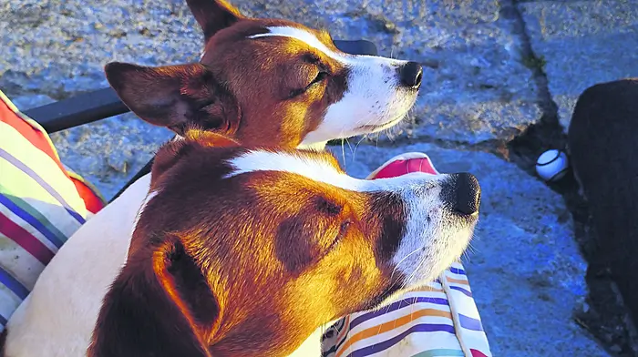 Reader’s Picture of the Week Image