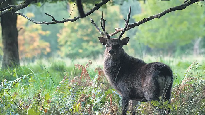 A chance to have your say on deer management strategies Image