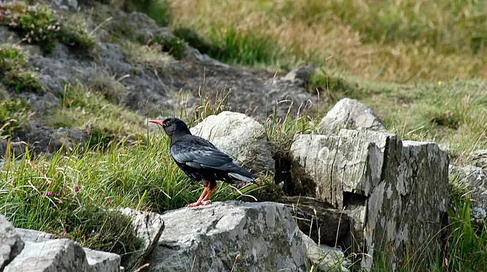 New efforts to preserve Beara’s birds Image
