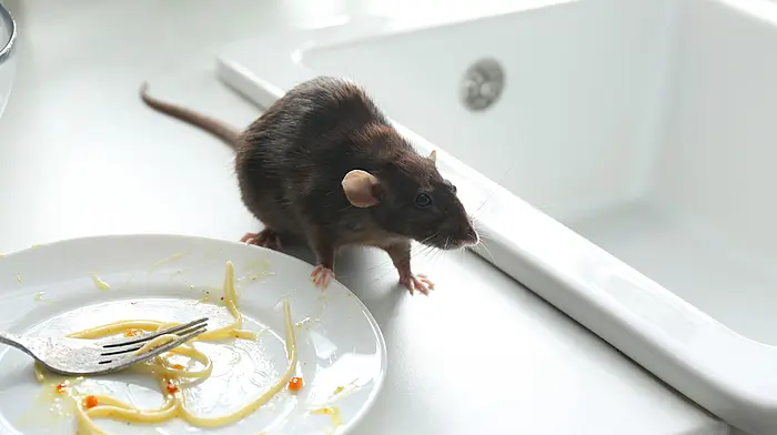 Vermin are finding their way into cars and van Image