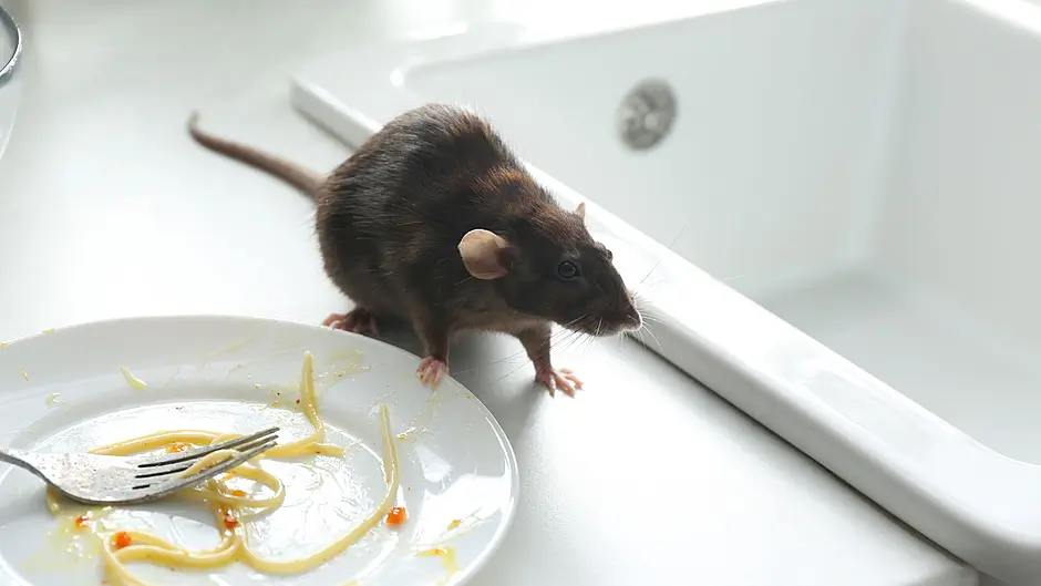 Couple afraid to bring any baby into their rat infested home Image