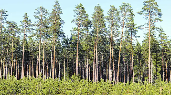 Foresters demand u-turn in Coillte’s ‘farcical’ plans with investment fund Image
