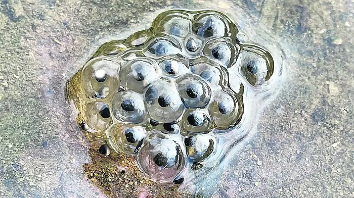 WILDLIFE: Frogspawn season has started Image
