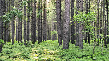 Timber sector  ‘poisoned’ by bureaucracy Image