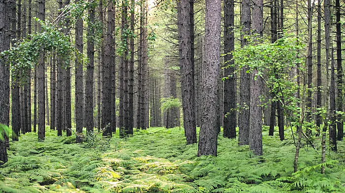 Timber sector  ‘poisoned’ by bureaucracy Image