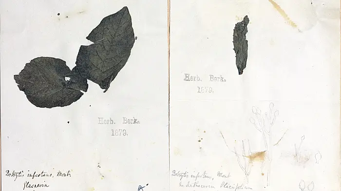 Leaves from Famine-era potato plants stored in UK Image